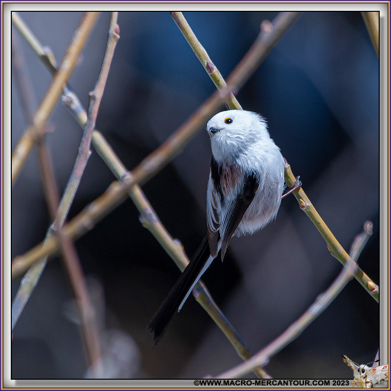 Mésange à longue queue
